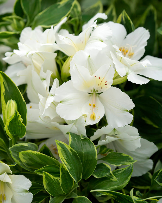 Alstroemeria 'Claire'