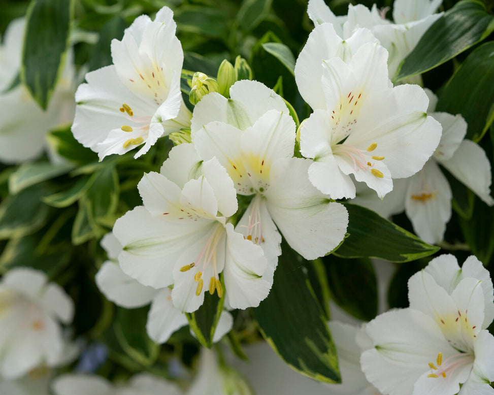 Alstroemeria 'Claire'