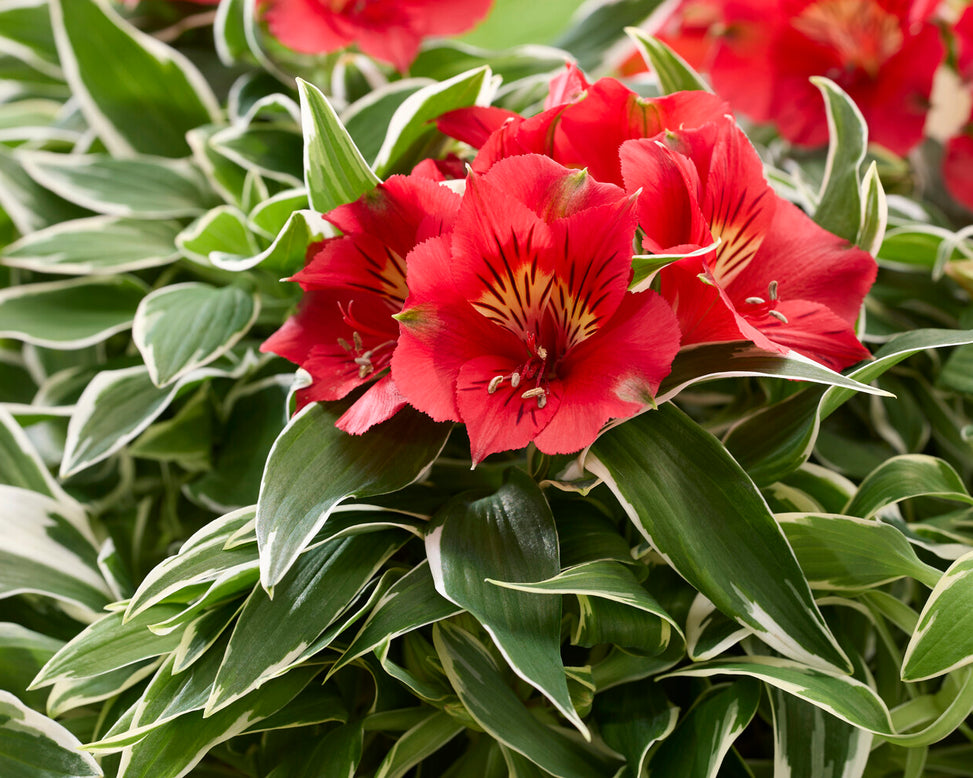 Alstroemeria 'Katiana'