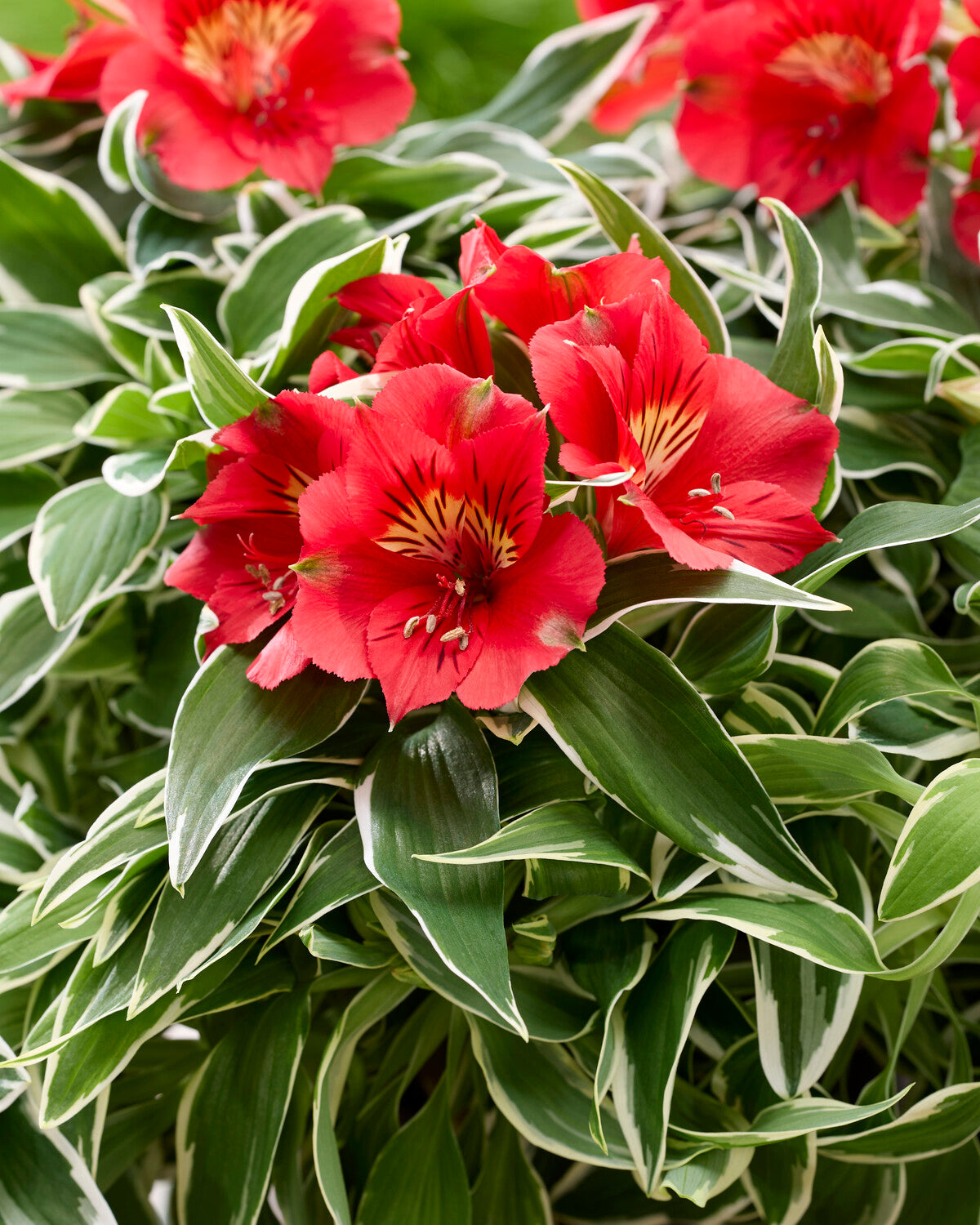 Alstroemeria Katiana Bare Roots Uk
