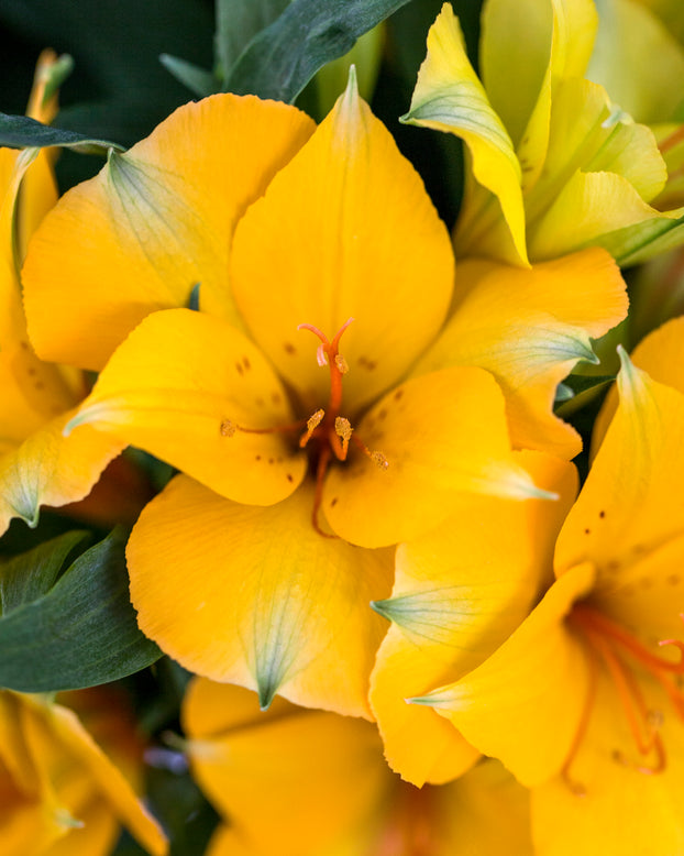 Alstroemeria 'Lisa'