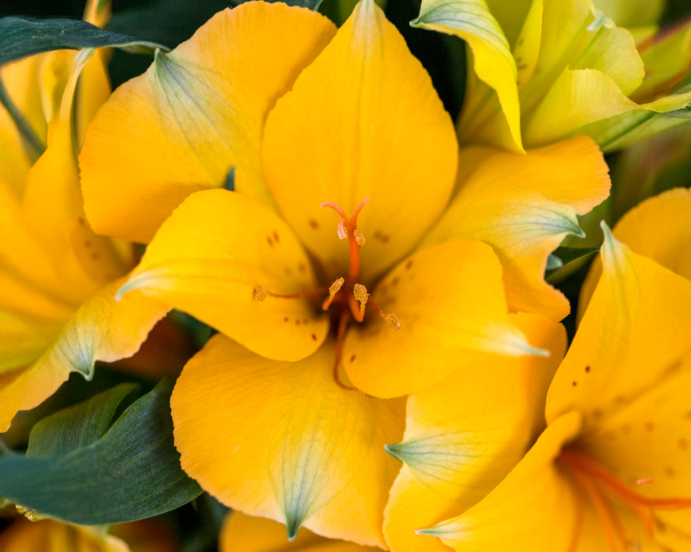 Alstroemeria 'Lisa'