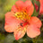Alstroemeria