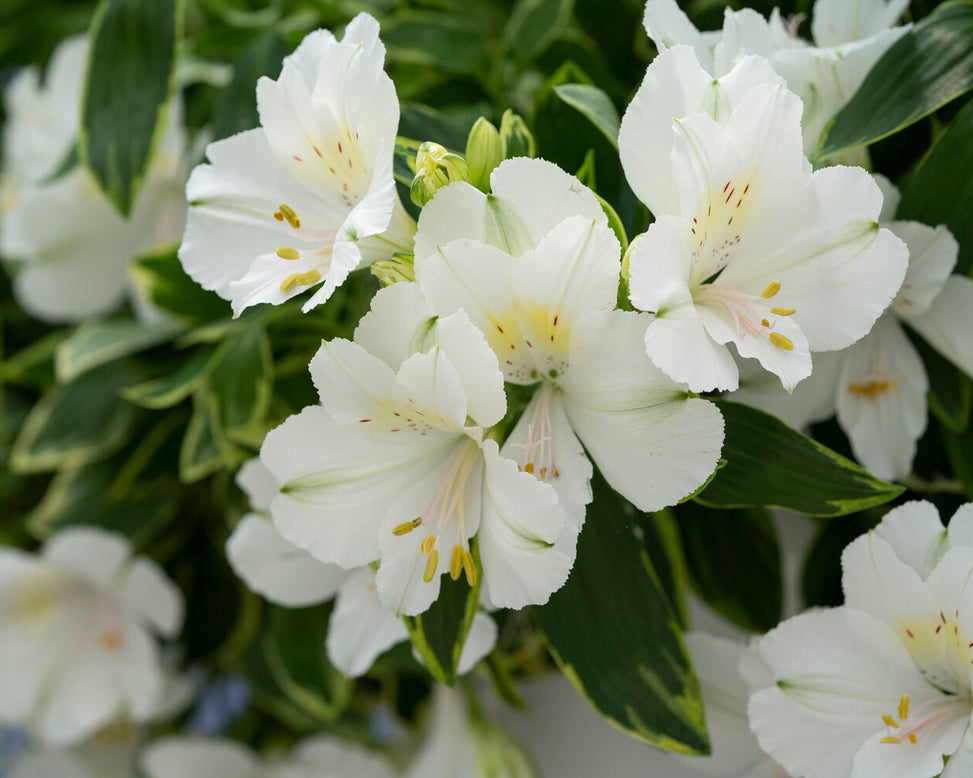 Alstroemeria 'Claressa'