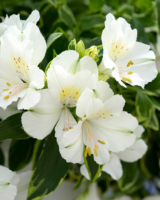 Alstroemeria 'Claressa'