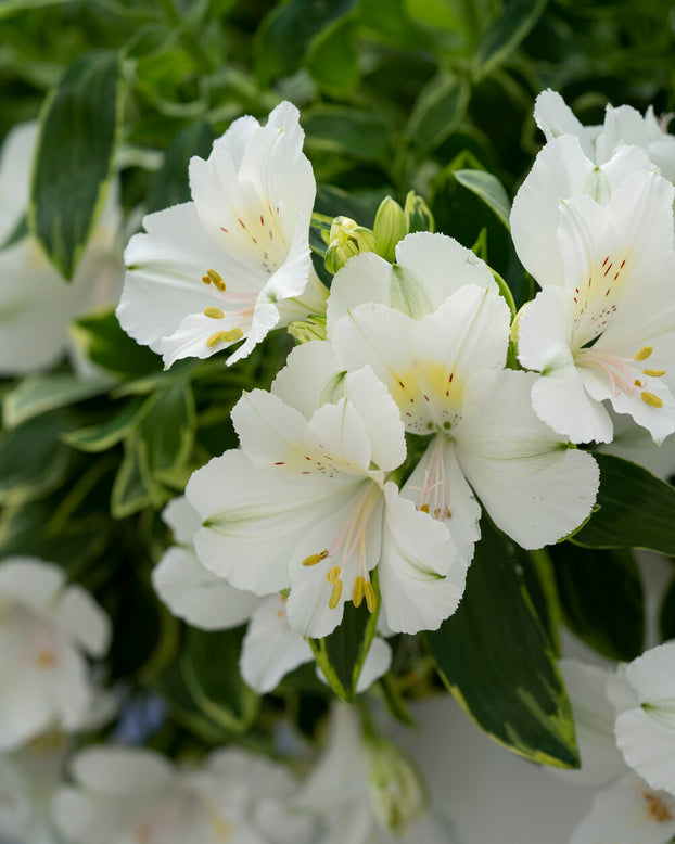Alstroemeria 'Claressa'
