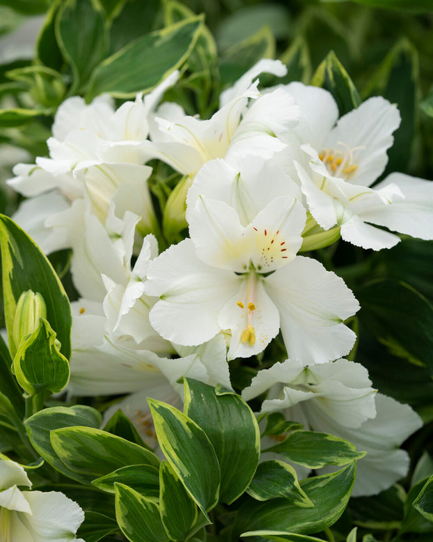 Alstroemeria 'Claressa'