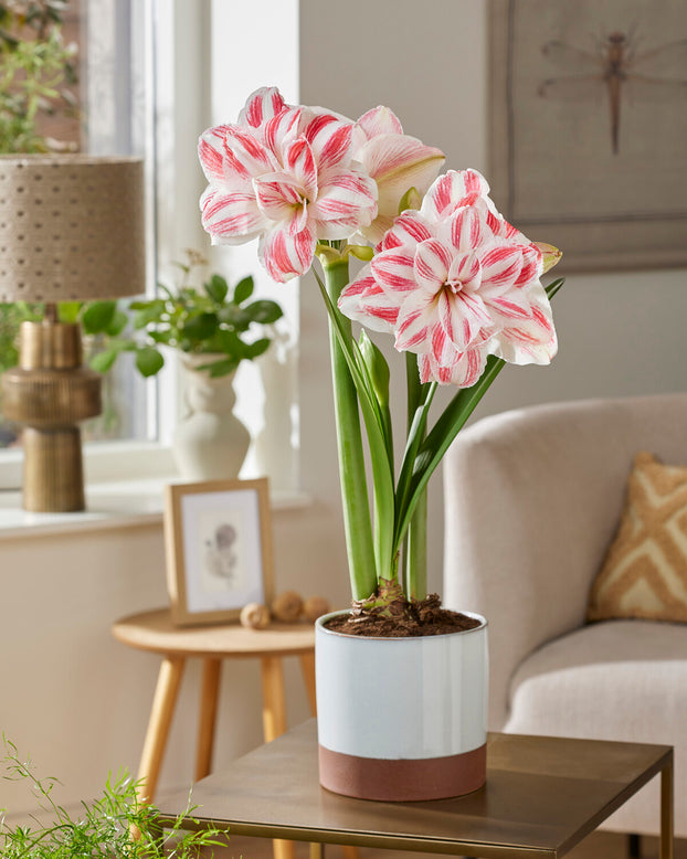 Amaryllis 'Amazing Belle'