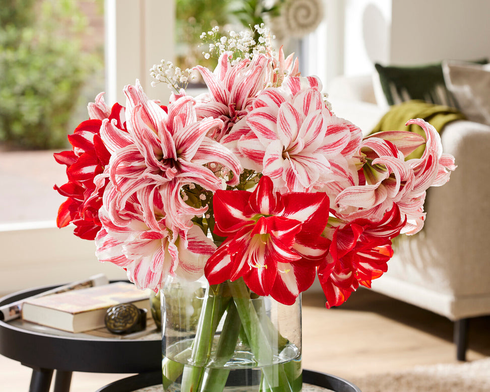 Amaryllis 'Amazing Belle'