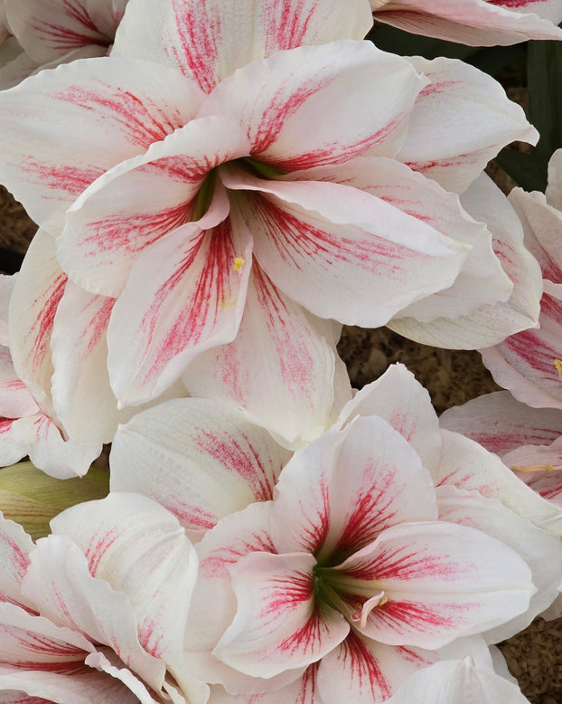 Amaryllis 'Aquaro'
