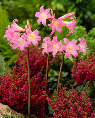 Amaryllis belladonna Amaryllis belladonna