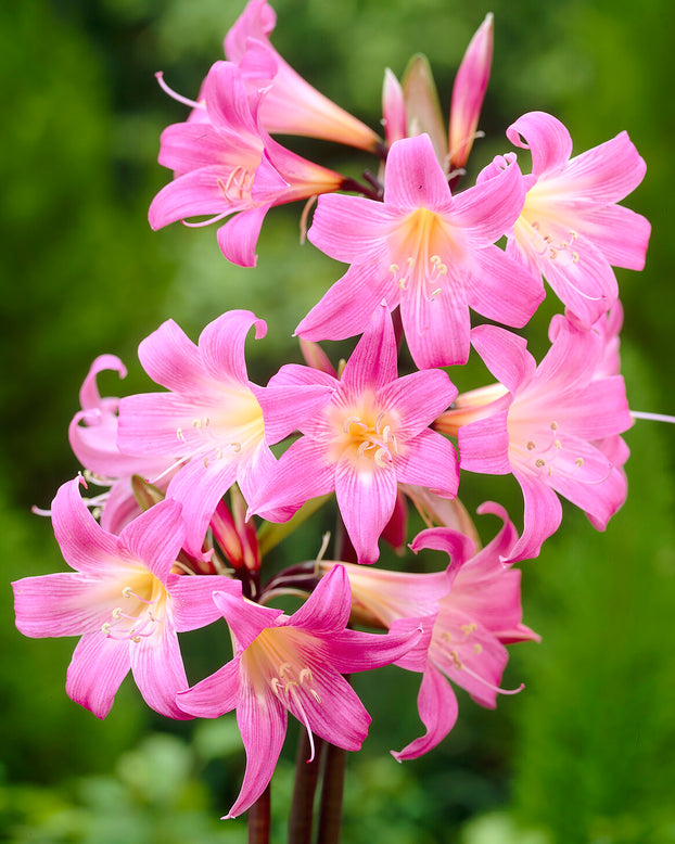 Amaryllis belladonna