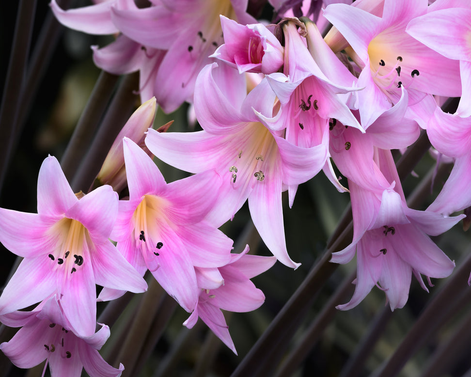 Amaryllis belladonna