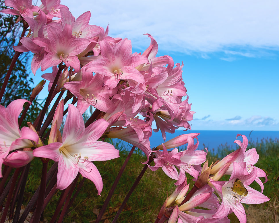 Amaryllis belladonna