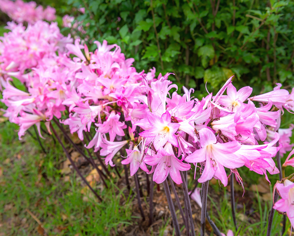Amaryllis belladonna