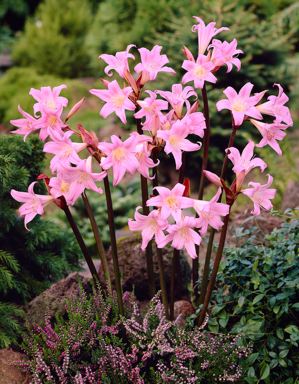 Amaryllis belladonna