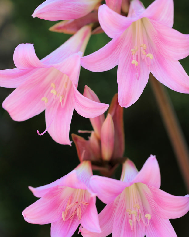 Amaryllis belladonna
