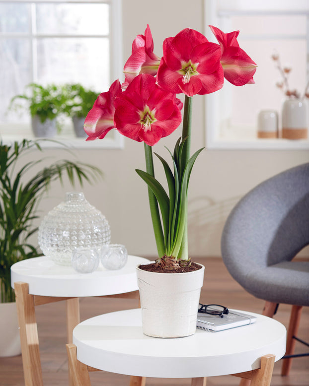 Amaryllis 'Candy Cream'