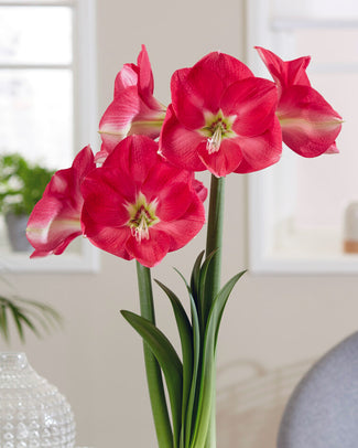 Amaryllis 'Candy Cream' Amaryllis 'Candy Cream'