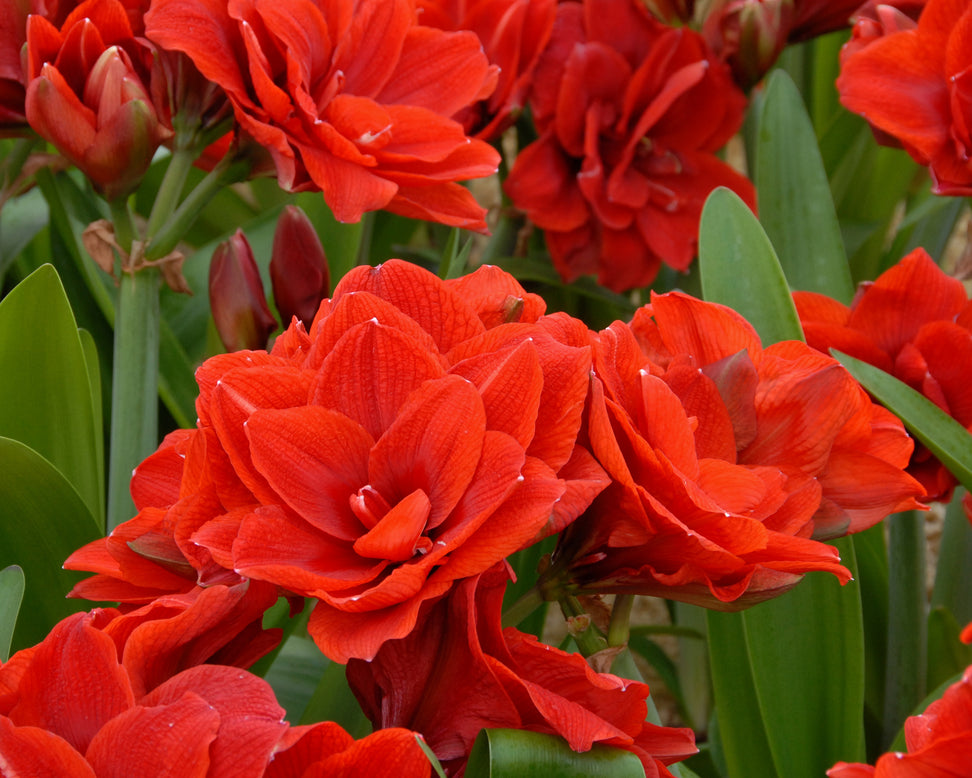 Amaryllis 'Cherry Nymph'
