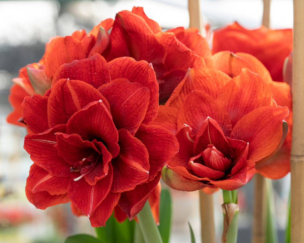 Amaryllis 'Cherry Nymph'