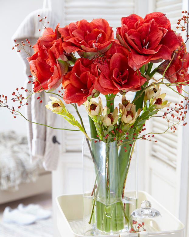 Amaryllis 'Cherry Nymph'