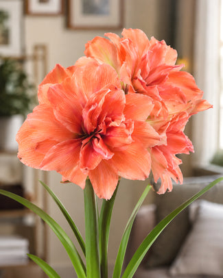 Amaryllis 'Coral Belle' Amaryllis 'Coral Belle'