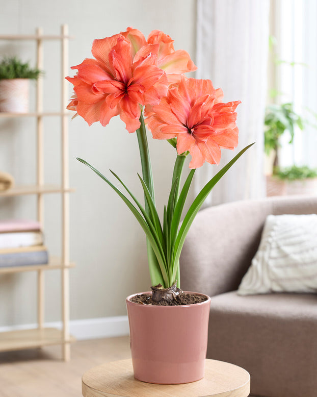 Amaryllis 'Coral Belle'