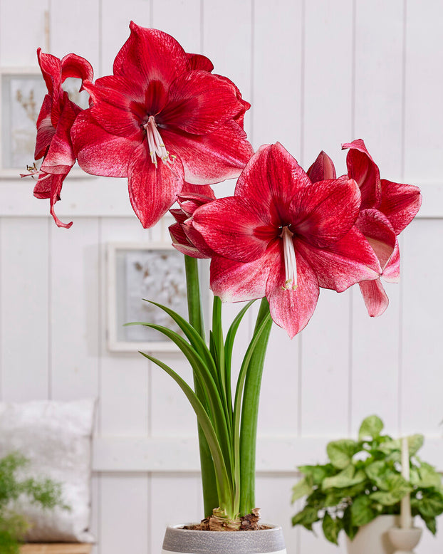 Amaryllis 'Daphne'