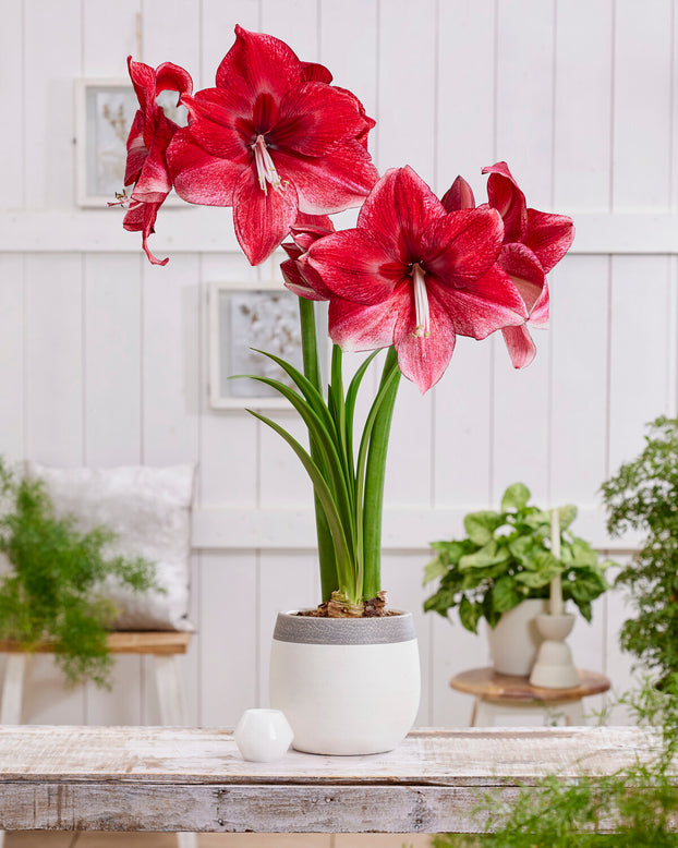 Amaryllis 'Daphne'