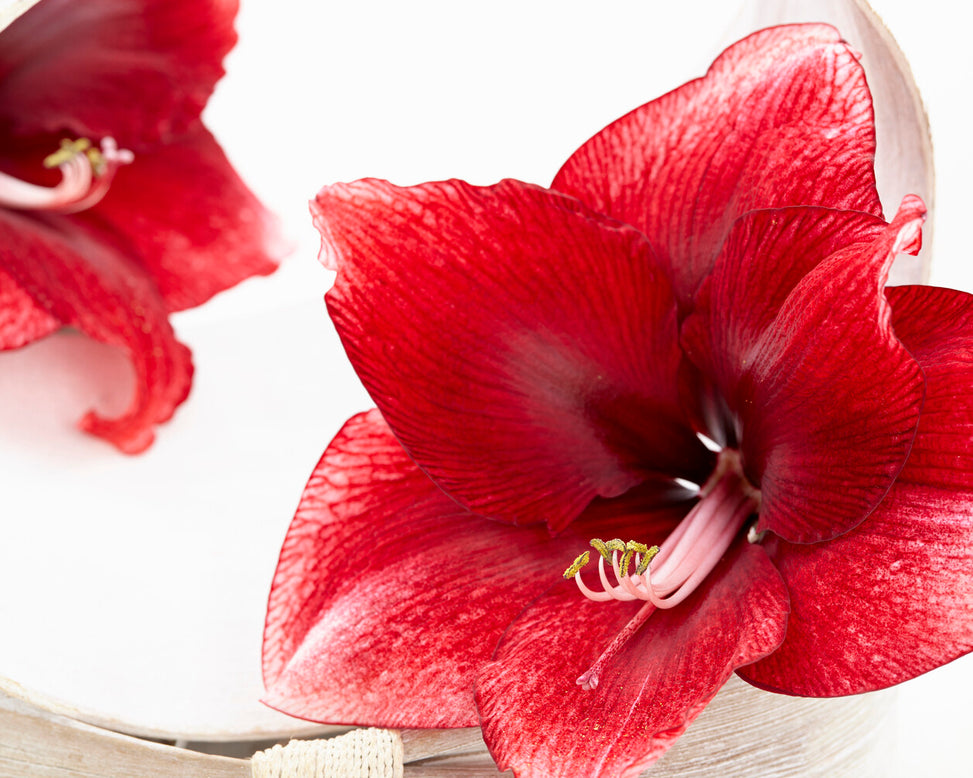 Amaryllis 'Daphne'