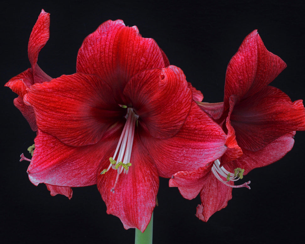 Amaryllis 'Daphne'