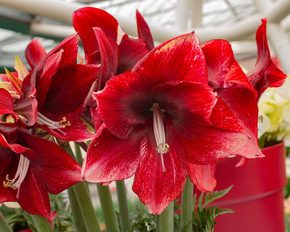Amaryllis 'Daphne'