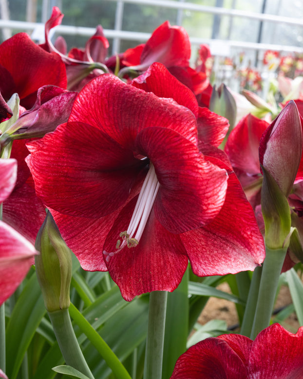 Amaryllis 'Daphne'