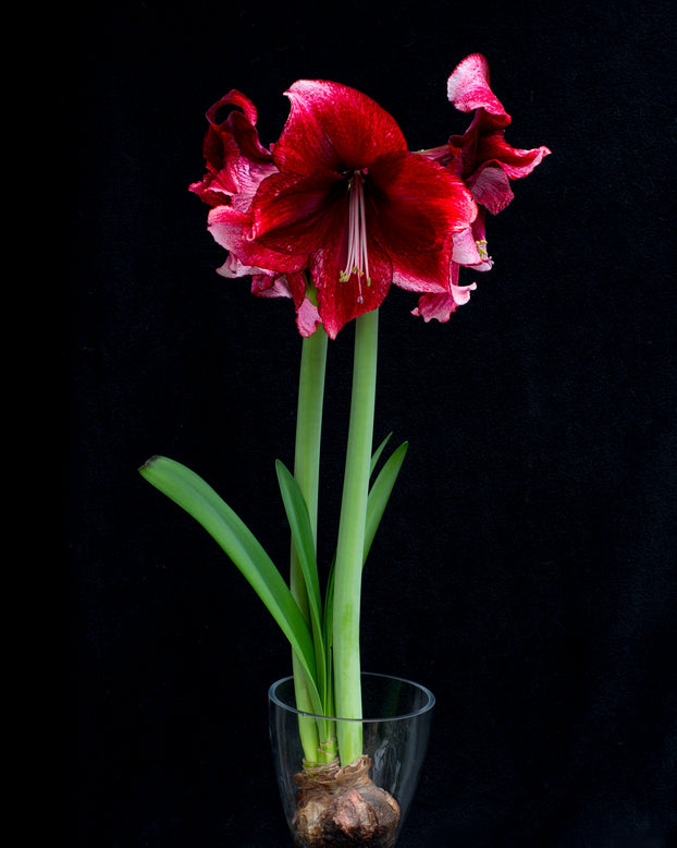 Amaryllis 'Daphne'