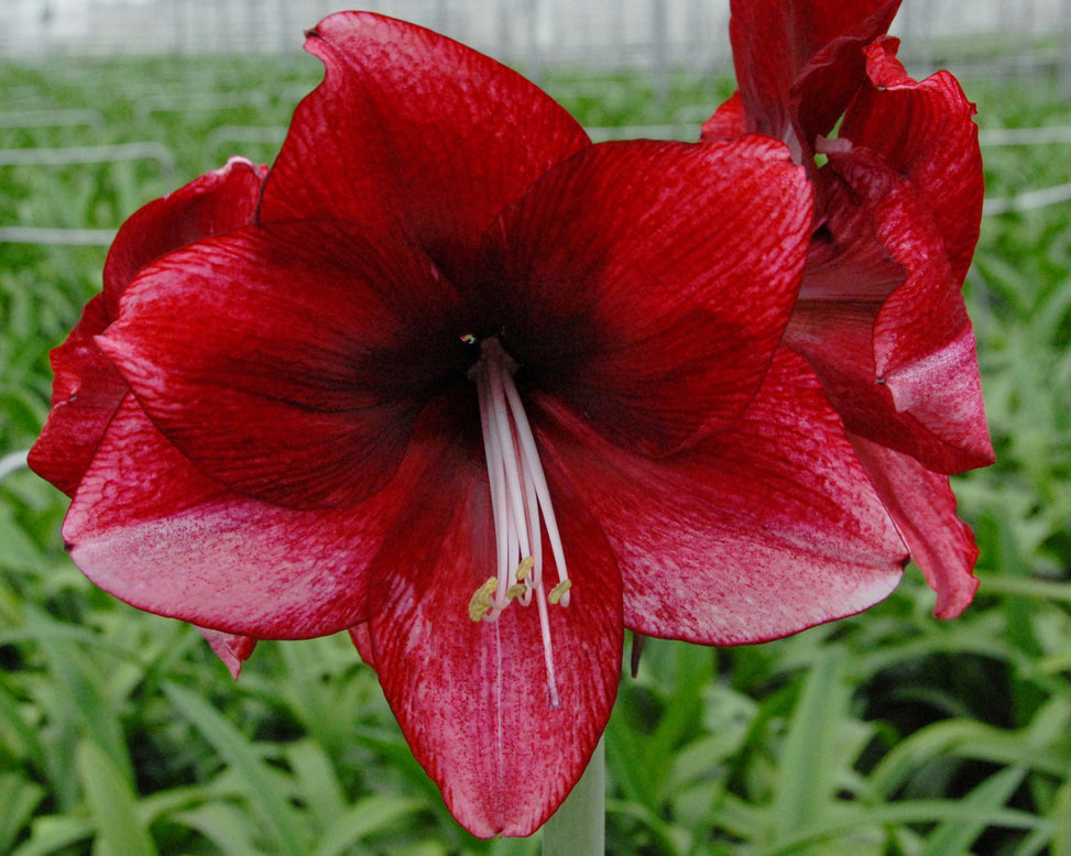 Amaryllis 'Daphne'