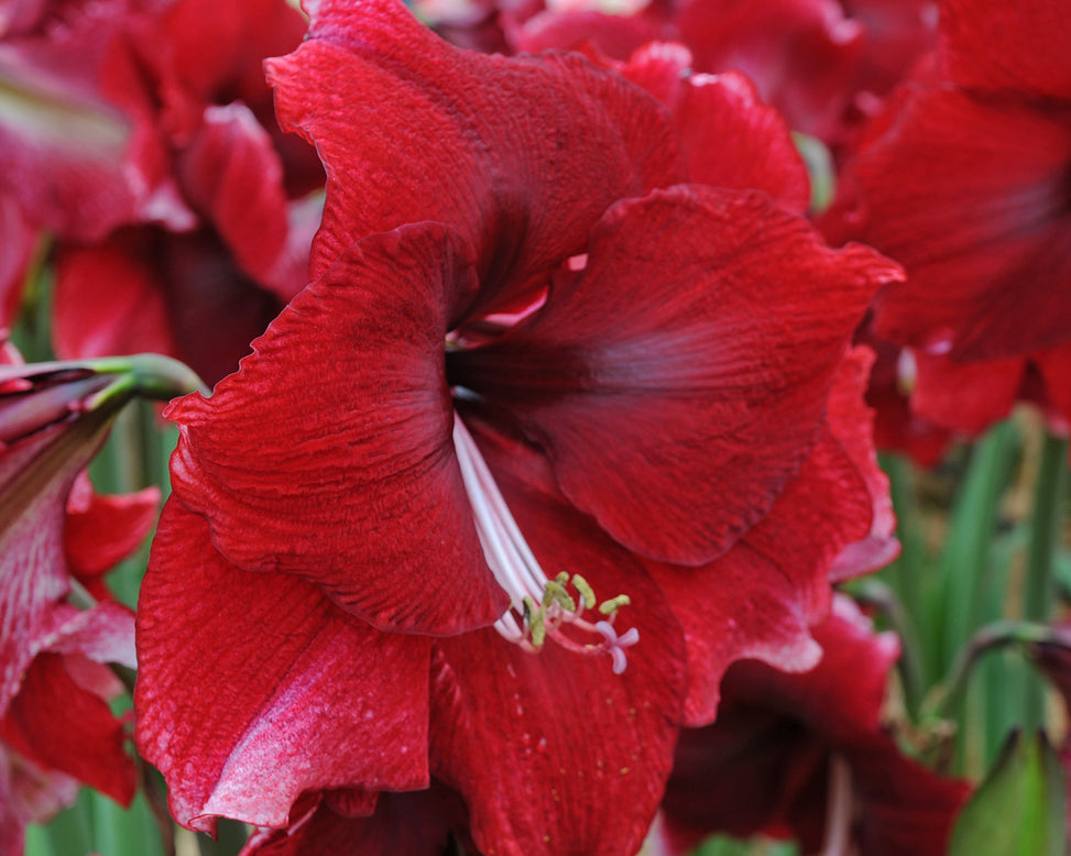 Amaryllis 'Daphne'