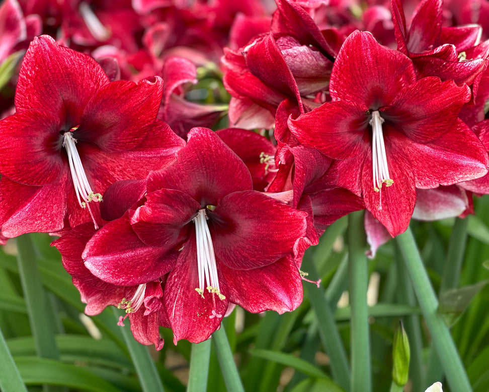 Amaryllis 'Daphne'