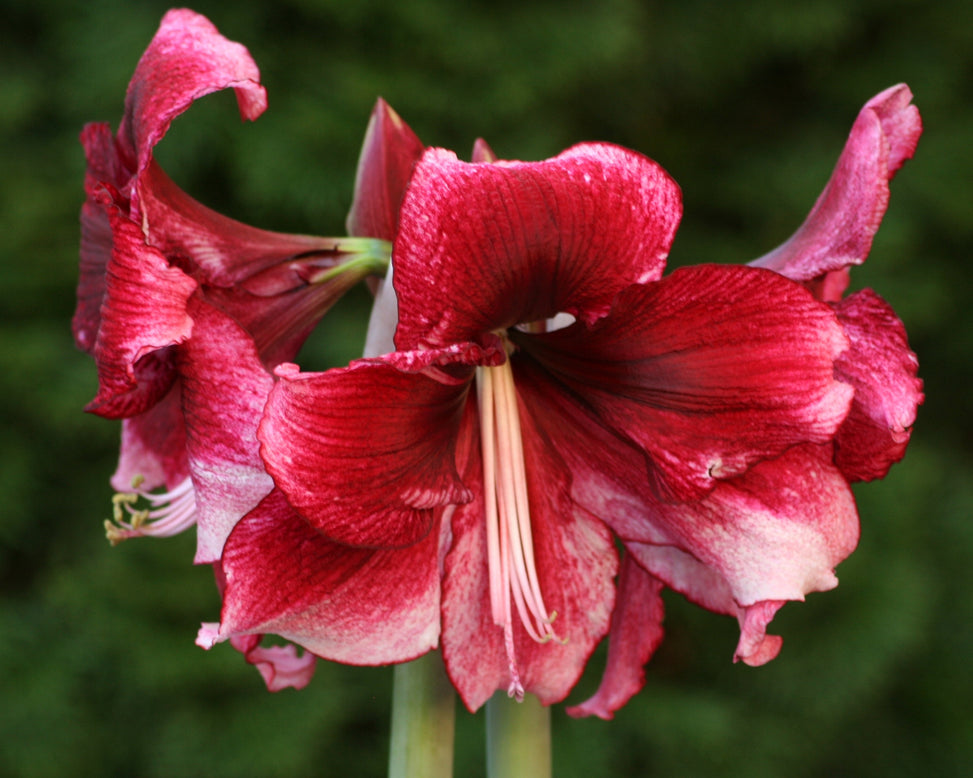 Amaryllis 'Daphne'
