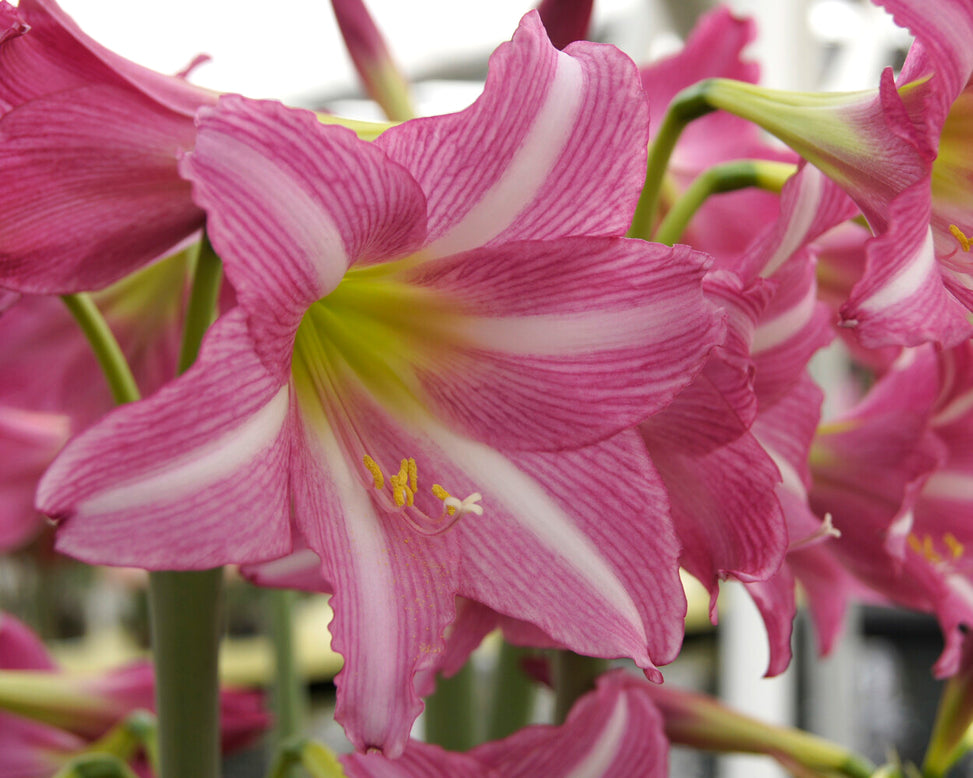 Amaryllis 'Estella'