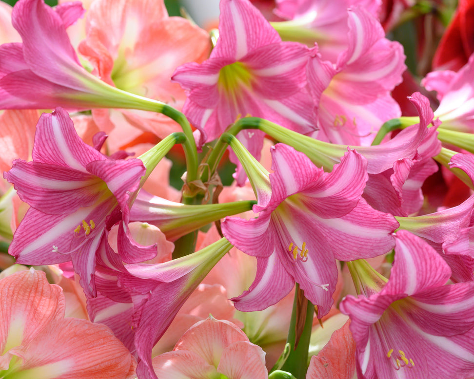 Amaryllis 'Estella'
