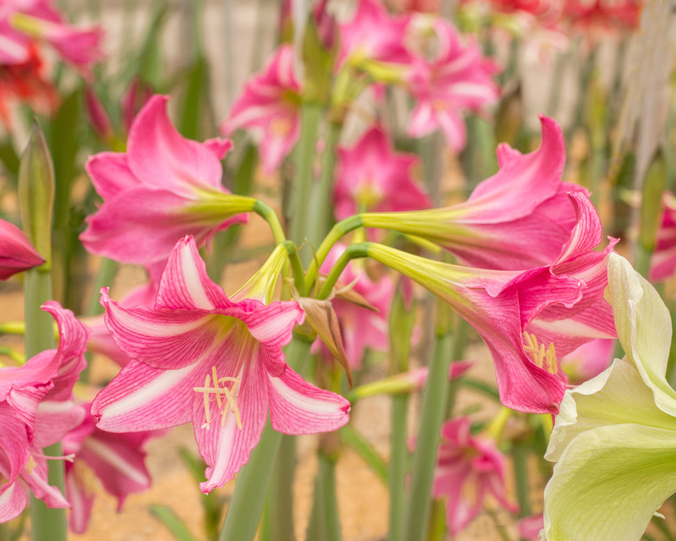 Amaryllis 'Estella'