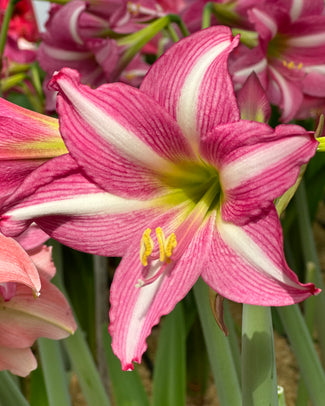 Amaryllis 'Estella' Amaryllis 'Estella'