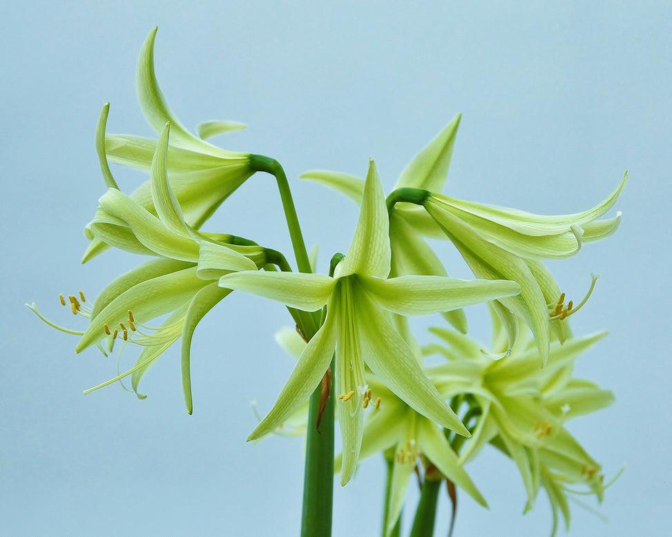Amaryllis 'Evergreen'