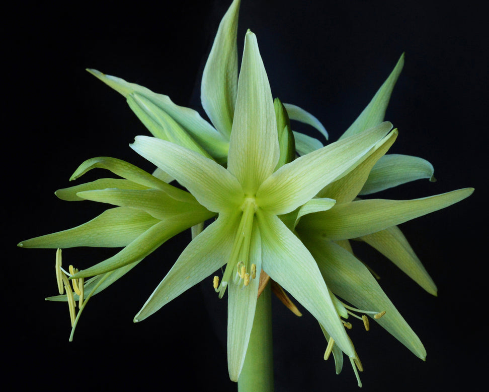 Amaryllis 'Evergreen'