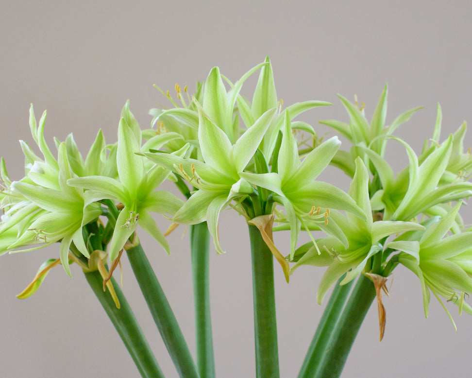 Amaryllis 'Evergreen'