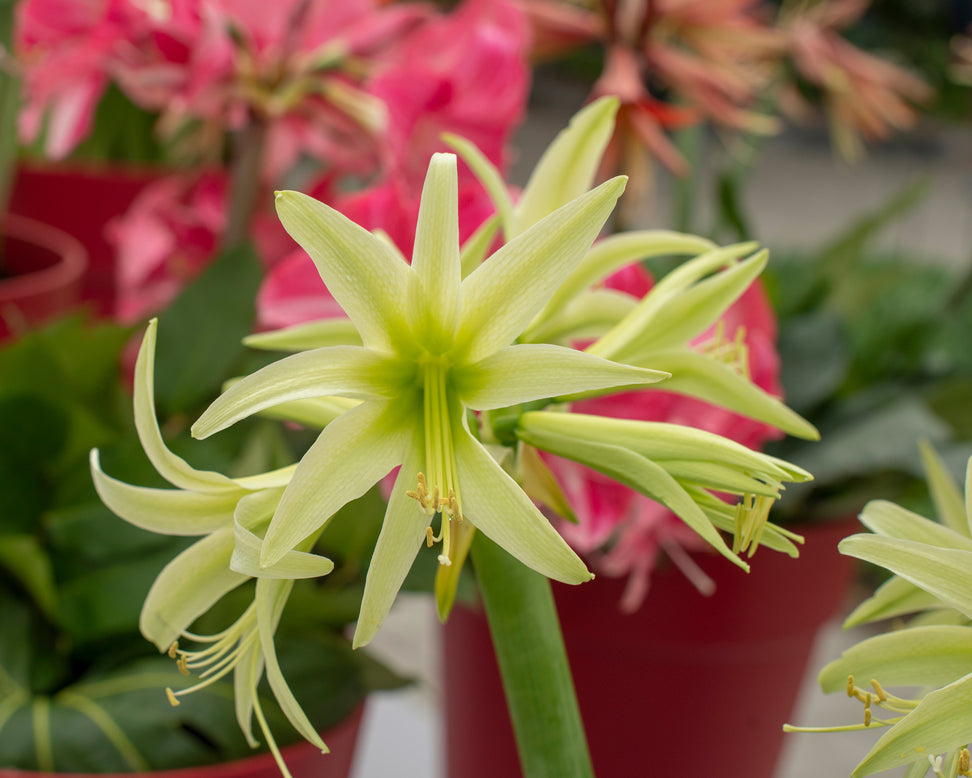 Amaryllis 'Evergreen'