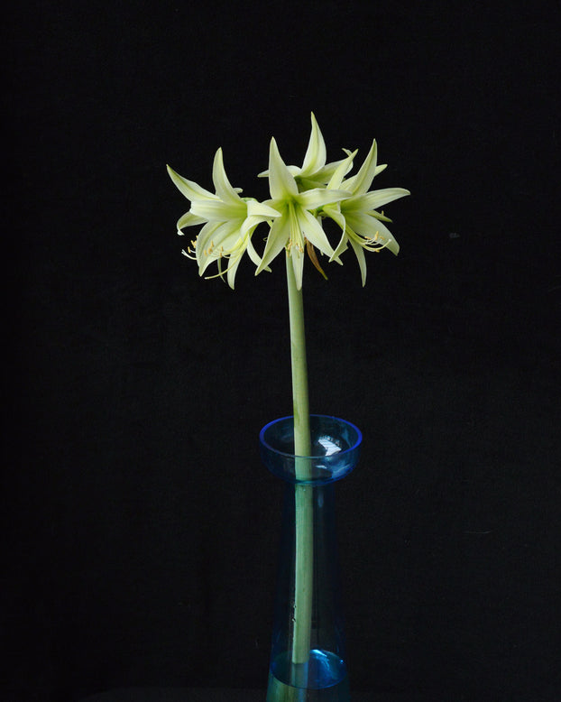 Amaryllis 'Evergreen'