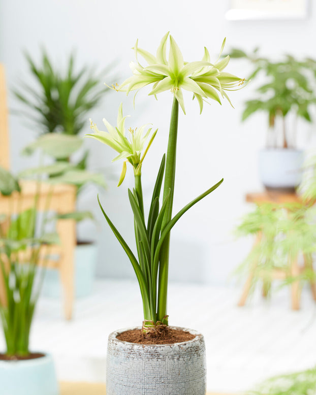 Amaryllis 'Evergreen'