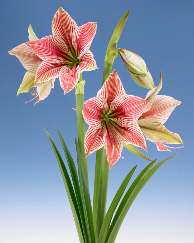 Amaryllis 'Exotic Star'